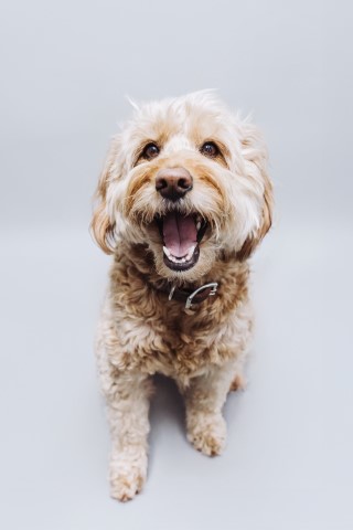 Mo : Chief Happiness Officer 🐾